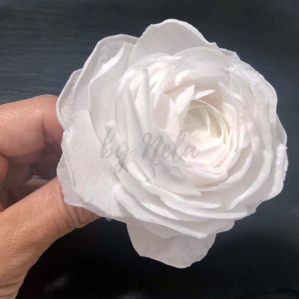 Rosa blanca