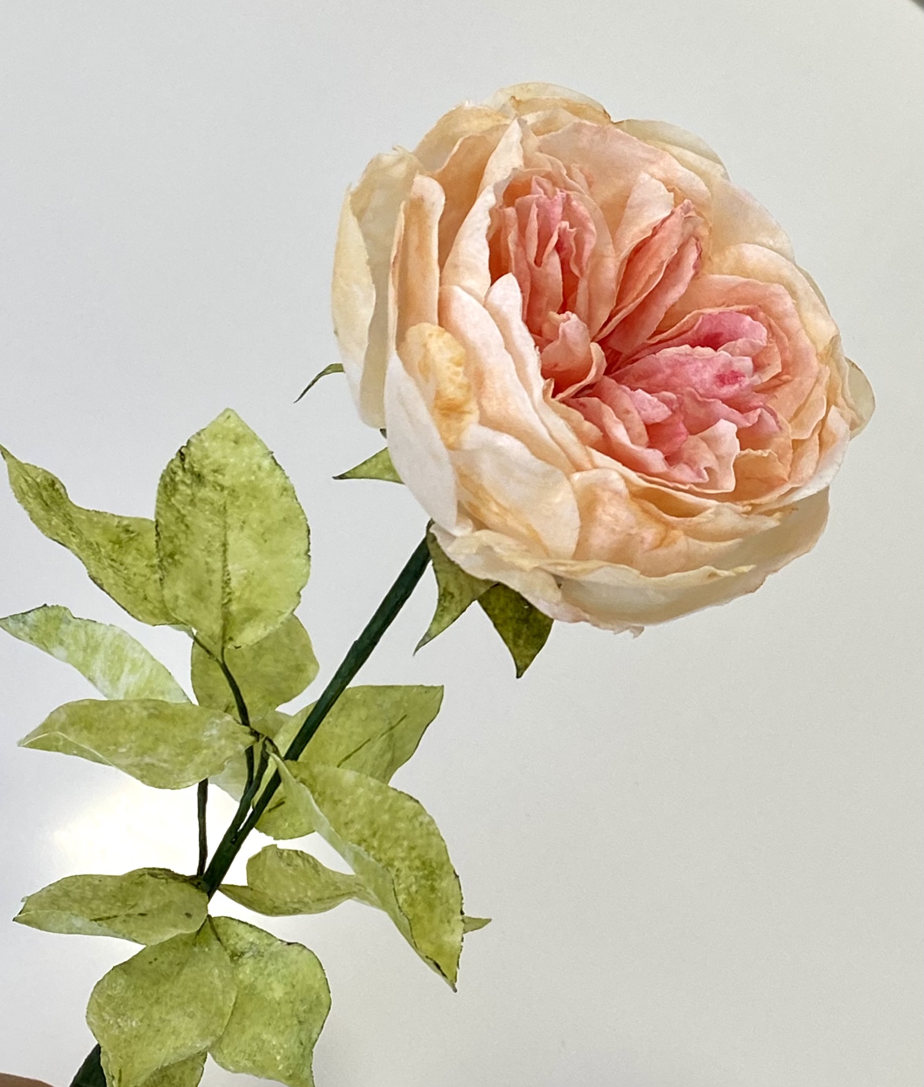 Rosa blanca